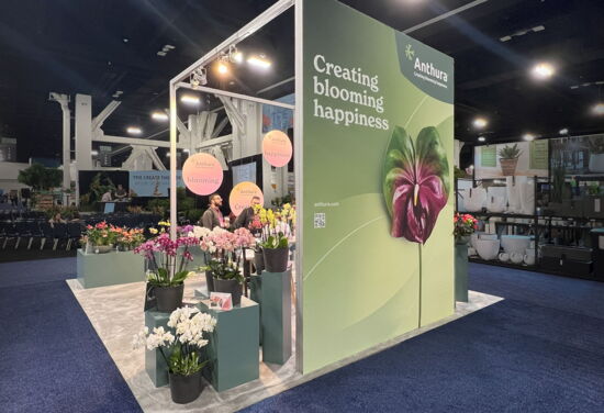 Putting flowers in the right light